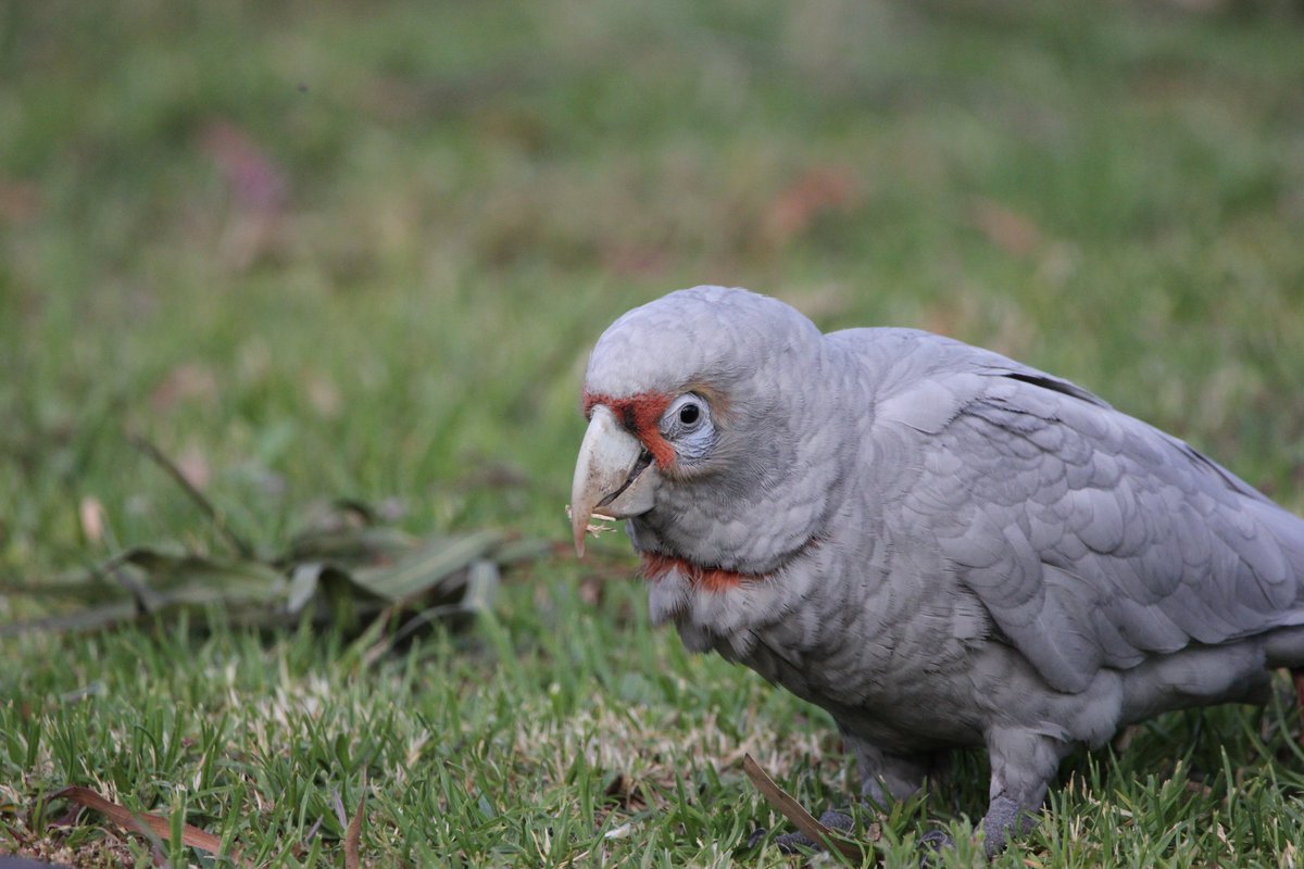 ZacBlakemore's tweet photo. @BirdlifeOz I haven't been able to find very much information about what this grey coloured Corella could be. Any ideas? Melbourne, Victoria https://t.co/LCiQ5iJgmC