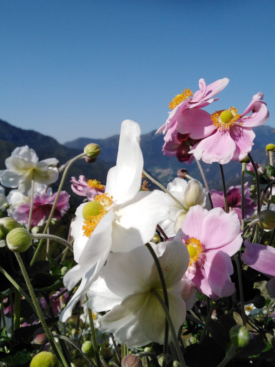 Rosário tweet media