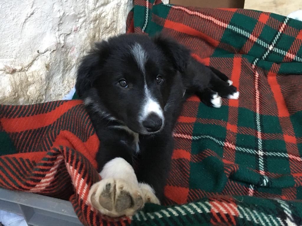 Alfie became part of the family three years ago and is the best and most loveable farm dog we’ve ever had. #FarmDogAlfie #NationalYoungFarmersWeek #farmdog #farminglife #youngfarmers #backbristishfarming #womeninag #countrystyle #womenwhofarm