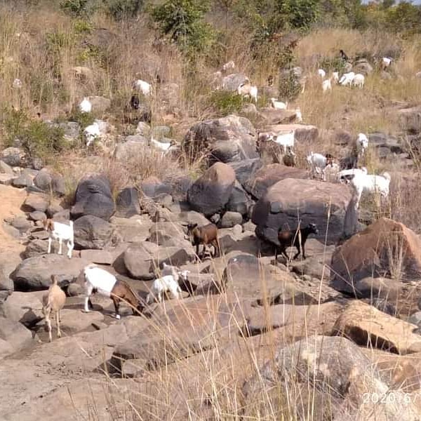 paulatsu2323's tweet photo. Is November,👌
Our Benchmarking trips and training are on from 26th -27t November 2020, the fee for these two days, For a team of 3Persons is 200 cedis and 1Person is 150 cedis.
info@fbridgeinternational.org.
#FbridgeImpactseries #BenchmarkingTrips. https://t.co/FSJiFpiqAW