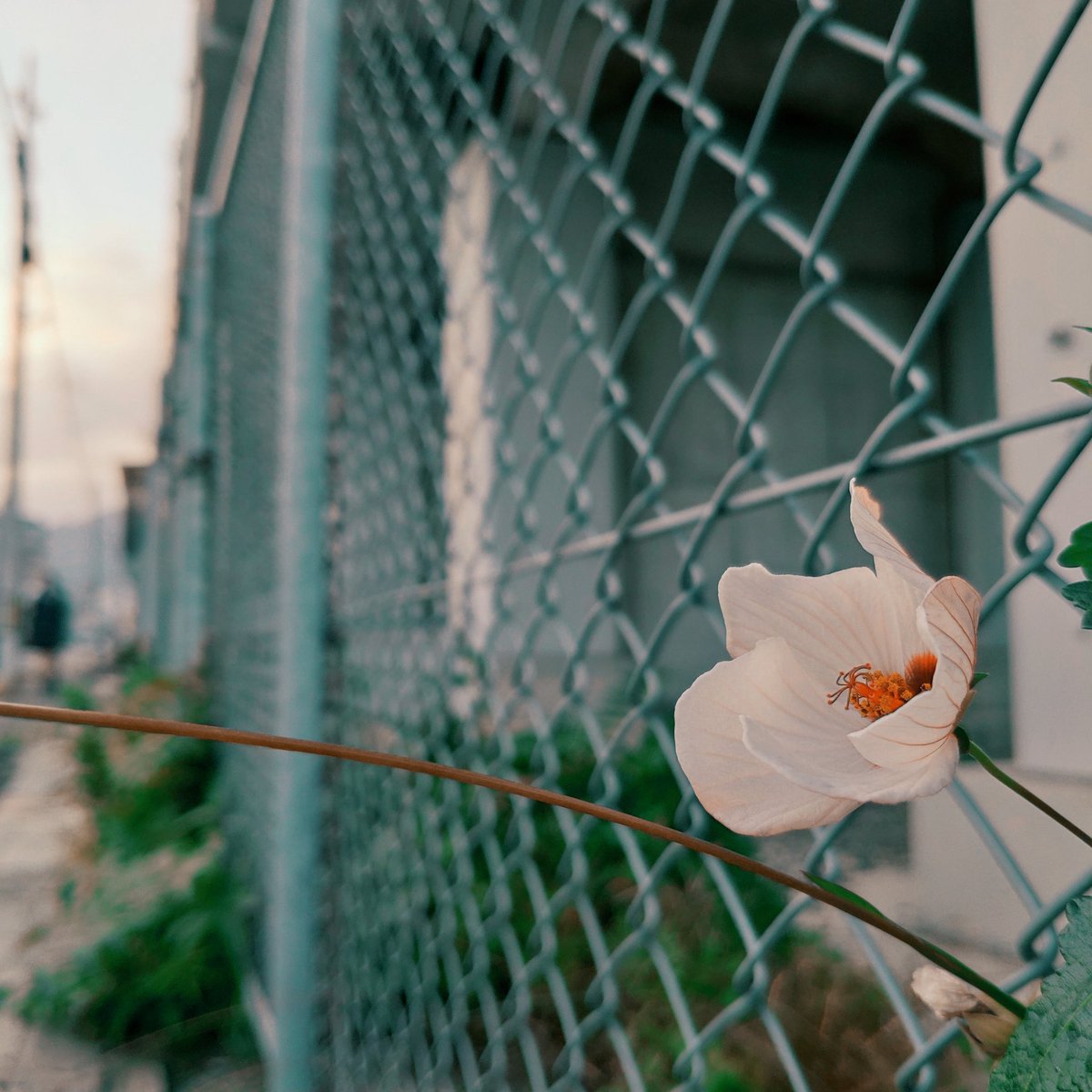 KMYsk543's tweet photo. 道端の草花 https://t.co/4XwkGLoCG7