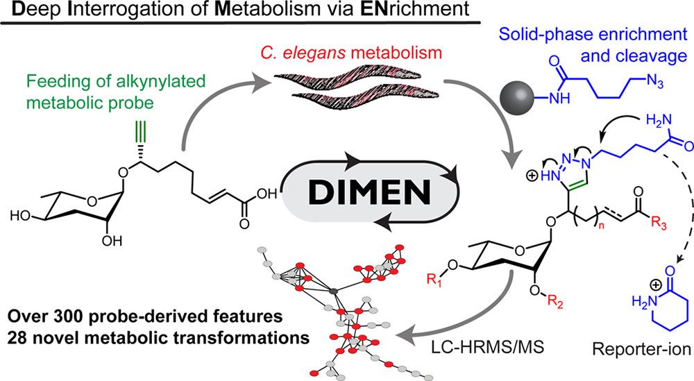 Prof_M_Ristow's tweet photo. Deep interrogation of #metabolism via enrichment ( #DIMEM ) using a #pathway-targeted click-#chemistry approach in #Celegans. https://t.co/QUCo0U6R4Y https://t.co/dPF4cnUbmM