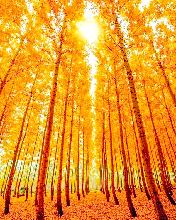 LanaToro21's tweet image. #SupportMyFriends #MyValues

Love is ability to Overcome obstacles together, Withstand life storms, Forgive, Grow, Value, be LOYAL, Hold each other's hand in troubles.

And when you are by someone Only in joyful, beautiful moments - it's not love...❤🍃🕊🍃❤