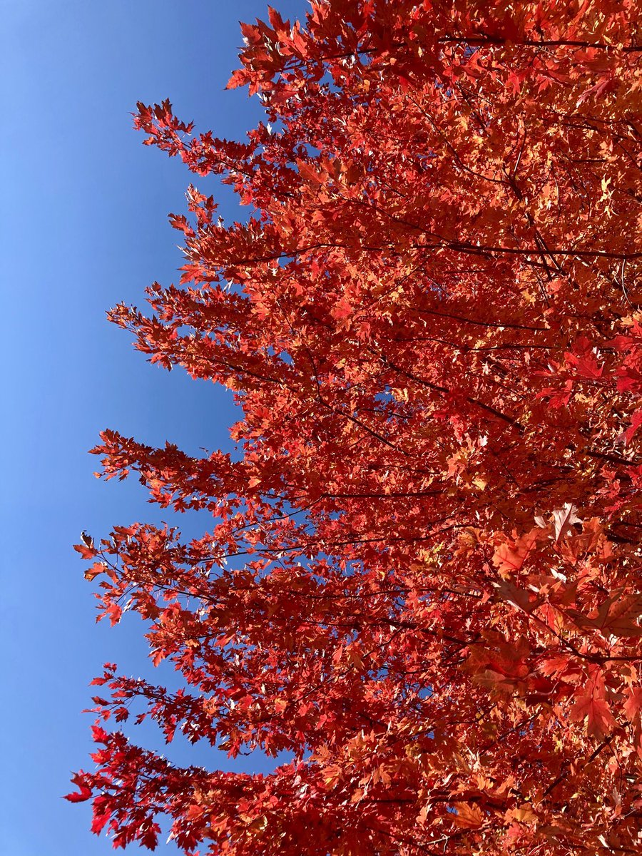 GingerPeg's tweet photo. @wgnkingjohn #PrettyLeafContest 

Dear Autumn,
Please don’t leaf me just yet! I think I could really Fall for you...
🥰 https://t.co/4hGwgvDVmR
