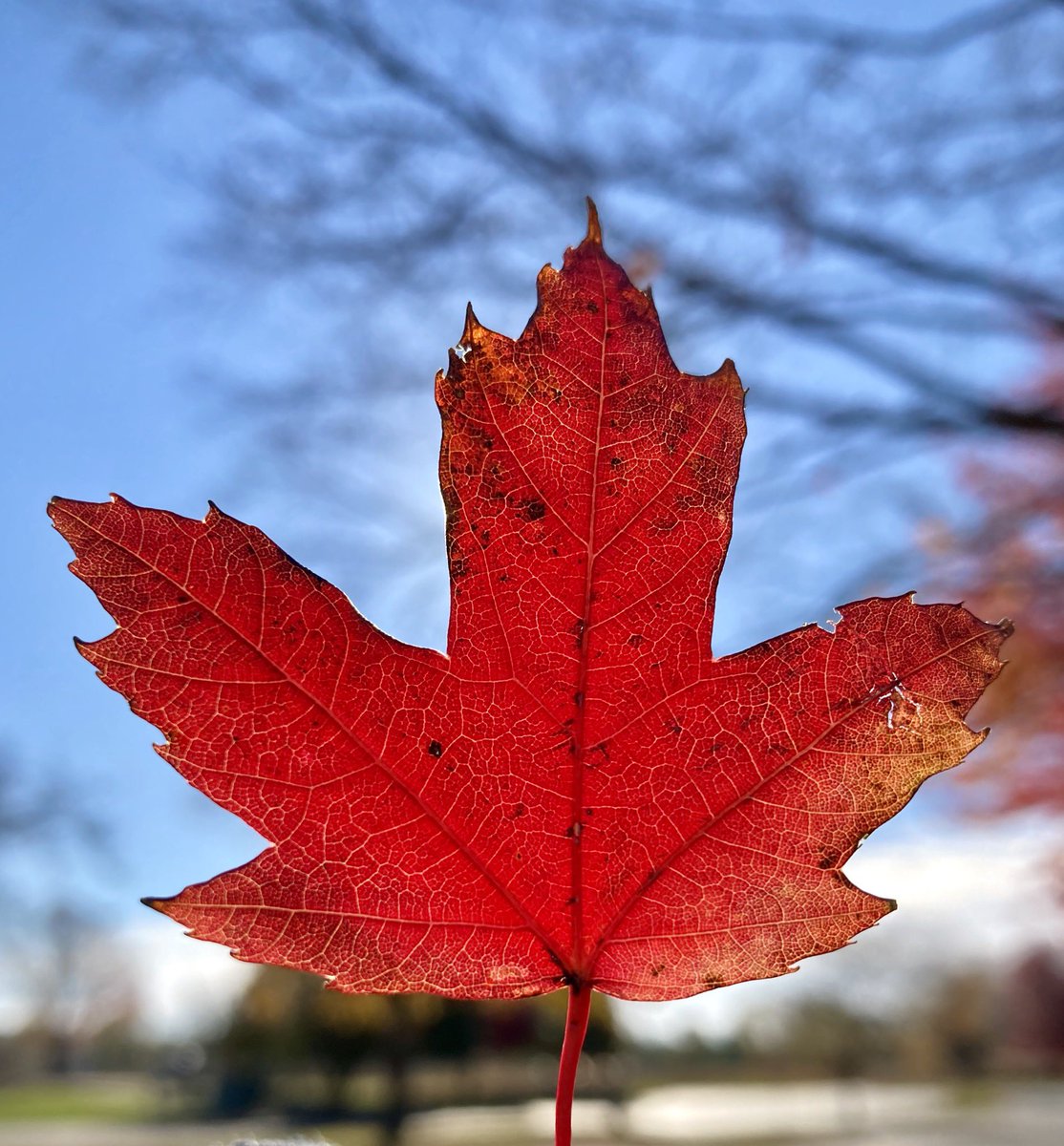 GingerPeg's tweet photo. @wgnkingjohn #PrettyLeafContest 

Dear Autumn,
Please don’t leaf me just yet! I think I could really Fall for you...
🥰 https://t.co/4hGwgvDVmR