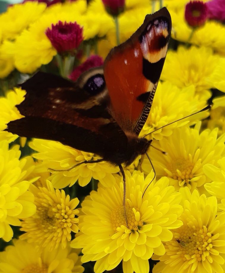 Es3Greta's tweet photo. Ogni farfalla crede che il fiore sia la più bella meraviglia del mondo
Poiché non può vedere la meraviglia di una farfalla che si posa sul mondo

#Figure
#MondoDiVersi
#BuongiorniSsìSìmo! #Greta https://t.co/4PeIlazoWq