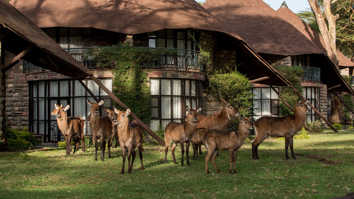 wotegroup's tweet photo. If you've never been to Lake Naivasha then this is for you! An affordable stay at our fine luxury partner Sopa Lodges 😍😌💚

Welcome to Wote Group Safaris! 

https://t.co/kqQLZjJXas

#SaritExpoCentre #SaritCentre #BetterTogether  #TourismKE #MagicalKenya #TembeaKenya https://t.co/xQDCHDYhdt