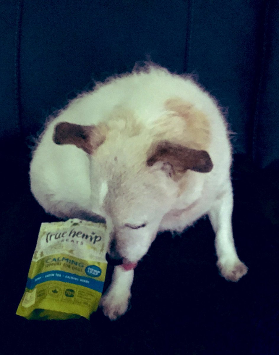 PussPussTopCat's tweet photo. I love my bowzey wowzey hemp treats @NeemTeam They really do help and I think all doggies and maybe cats should try them. I especially like these... #truehemp https://t.co/7o7NhCwkiE