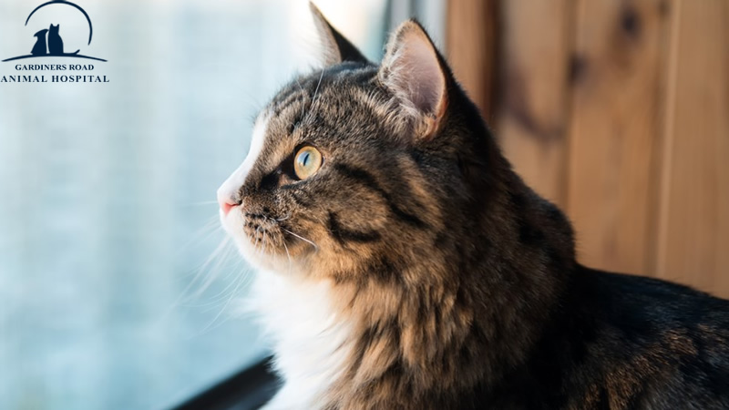 grahkingston's tweet image. Veterinary Service: Is It Safe to Let Your Cat Outside?

At Grah Kingston, we are providing quality Veterinary Service in Kingston. 

blog.grahkingston.com/veterinary-ser…

For Inquiries:

grahkingston.com

#ParasiteControlService
#VeterinaryServiceInKingston
#VeterinaryService