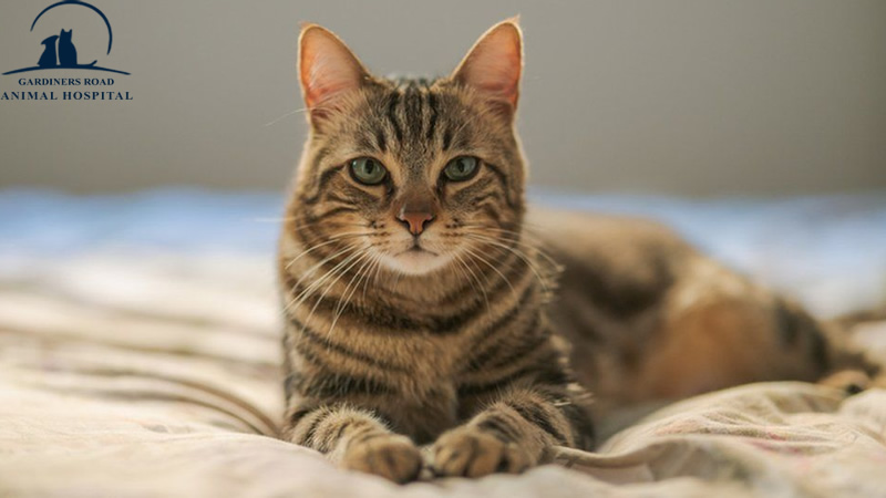 grahkingston's tweet image. Veterinary Service: Is It Safe to Let Your Cat Outside?

At Grah Kingston, we are providing quality Veterinary Service in Kingston. 

blog.grahkingston.com/veterinary-ser…

For Inquiries:

grahkingston.com

#ParasiteControlService
#VeterinaryServiceInKingston
#VeterinaryService