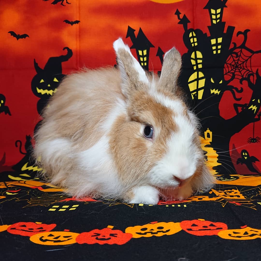 うさぎのグルーミング