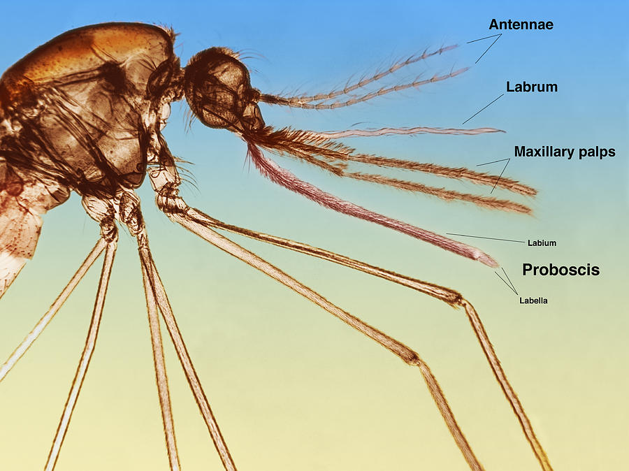 THRiVEDELTAS's tweet image. High level of resistance currently seen in #malaria vectors in northern Uganda reduces efficacy of pyrethroid-based interventions. New approaches 2 tackle #pyrethroid resistance r urgently needed. This requires new products &amp;amp; their access where resistance is greatest.