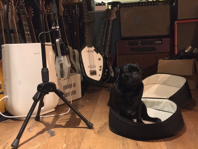 "i liked the last take but let's get one more" - Pug Producer. Meet Batman, he is our studio dog.