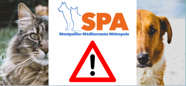 SPA Montpellier Méditerranée Métropole (@spamontpellier) on Twitter photo SUITE A LA NOUVELLE MESURE GOUVERNEMENTALE.
Les animaux du refuge veulent sortir du boxe.
Vous souhaitez adopter...
Venez aujourd'hui jusqu'à 17h30.
CONTACT POUR LES ADOPTIONS:
adoptionschiens@spa-montpellier.org SUITE A LA NOUVELLE MESURE GOUVERNEMENTALE.
Les animaux du refuge veulent sortir du boxe.
Vous souhaitez adopter...
Venez aujourd'hui jusqu'à 17h30.
CONTACT POUR LES ADOPTIONS:
adoptionschiens@spa-montpellier.org