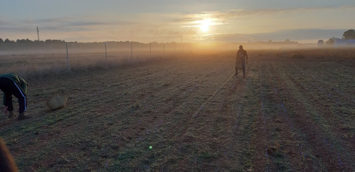 AZAFRÁN DESBRÍN tweet media