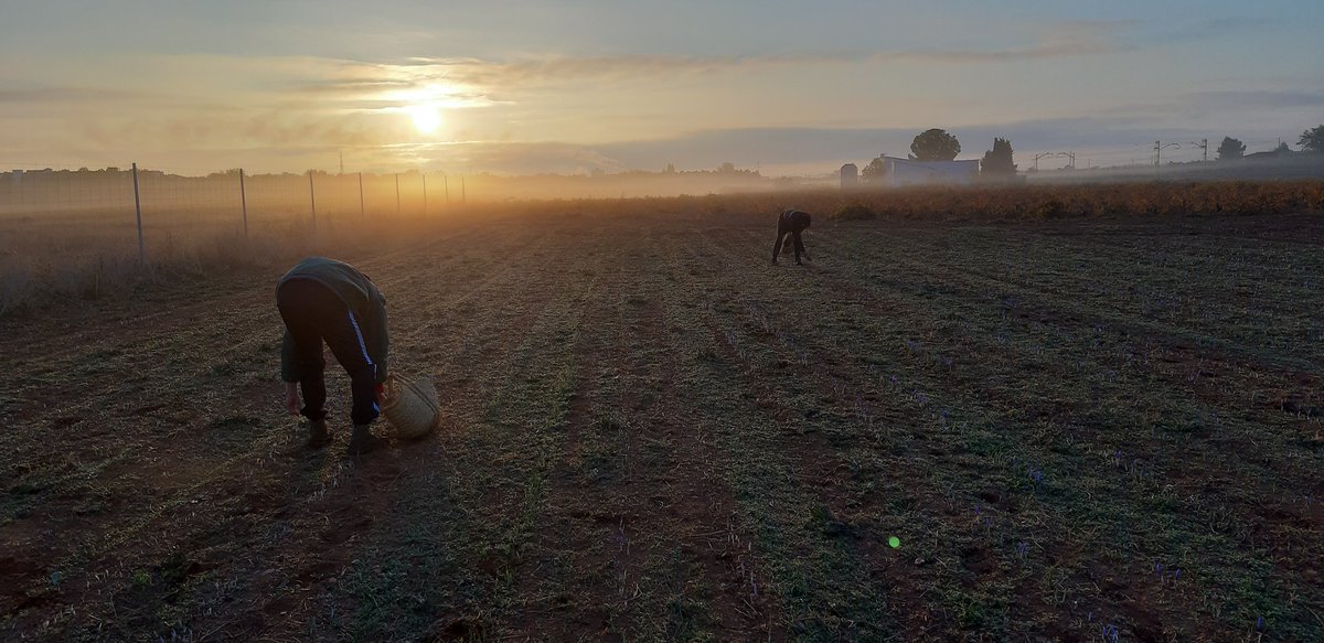 AZAFRÁN DESBRÍN tweet media