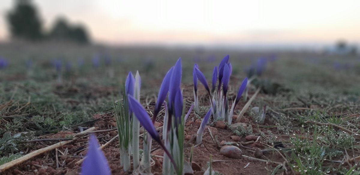AZAFRÁN DESBRÍN tweet media
