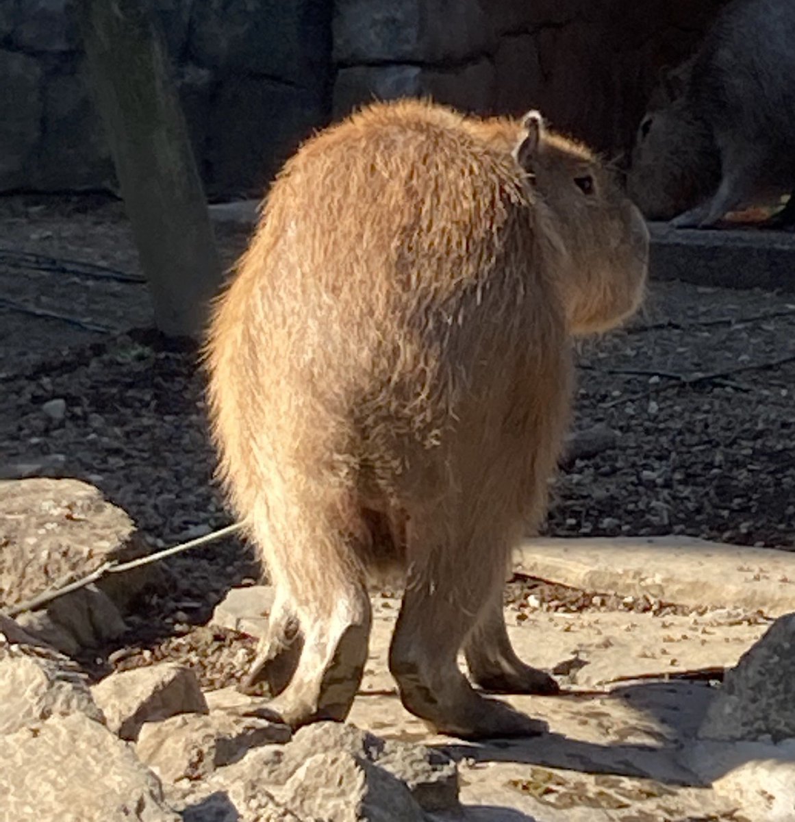 伊豆シャボテン動物公園公式ツイッター モルモット ってどんな動物 和名を天竺鼠 カピバラ は鬼天竺鼠 ネズミとつきますが長いしっぽ モルモット カピバラ にはありませんฅ ๑ D ๑ ฅ 10月29日 天竺鼠 の日に 伊豆シャボテン動物公園 伊豆 伊豆シャボテン動物公園公式ツイッター モルモット ってどんな動物 和名を天竺鼠 カピバラ は鬼天竺鼠 ネズミとつきますが長いしっぽ モルモット カピバラ にはありませんฅ ๑ D ๑ ฅ 10月29日 天竺鼠 の日に 伊豆シャボテン動物公園 伊豆
