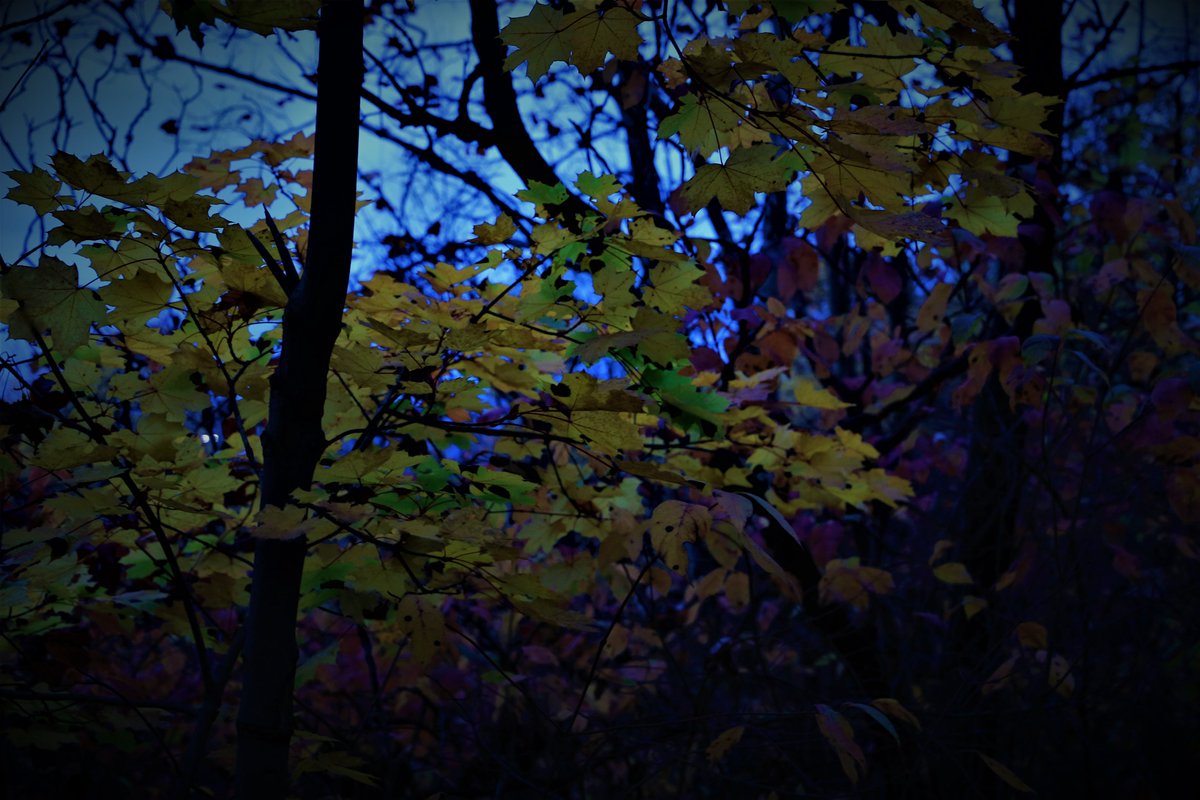 LarsonHeinonen's tweet photo. Checking out the Fall colors on some of the many hiking trails in and around Hamilton, Ontario. https://t.co/ZBHHrvifpB