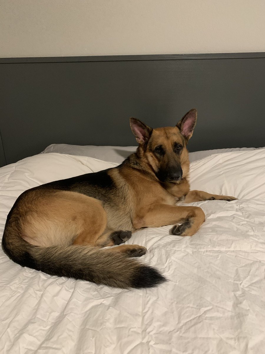 lakencorn's tweet photo. AKC registered German Shepherd puppies for sale!! Born 10/10/2020. Message me for details!! https://t.co/PZcZrcThxy