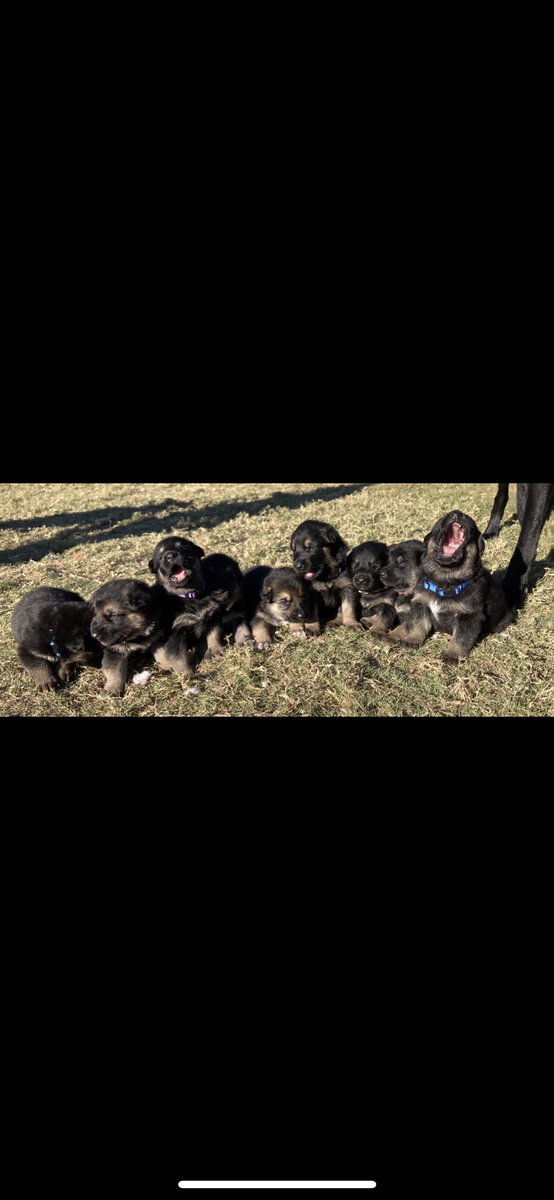 lakencorn's tweet photo. AKC registered German Shepherd puppies for sale!! Born 10/10/2020. Message me for details!! https://t.co/PZcZrcThxy
