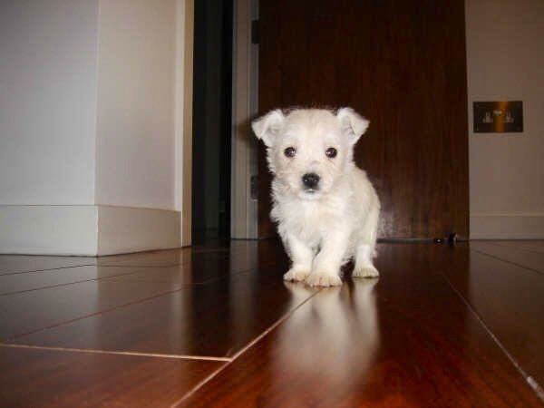 kikostott1's tweet photo. I miss you so much. #ZSHQ #Westie https://t.co/F0zgGCR2UL