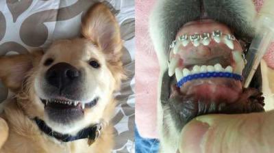 CEld3r's tweet photo. Okay okay but like hear me out. @CamilaMendes HOW CUTE WOULD TRUFFLE LOOK WITH PUPPY BRACES!!?!!  #Riverdale https://t.co/8eYul6hIyZ