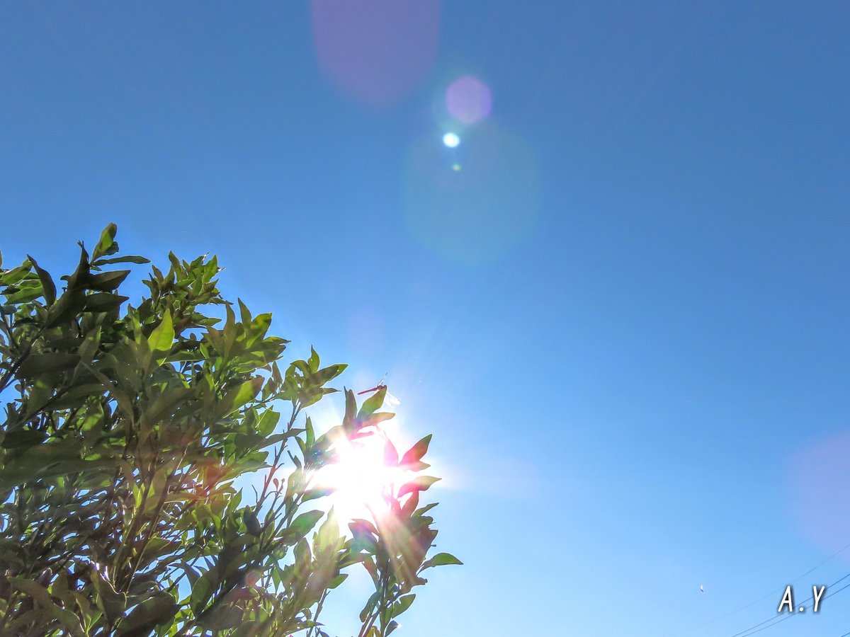 yumeasutw's tweet photo. 朝の光の中で✨

#赤トンボ さんが、
葉っぱにじっと留まって
日向ぼっこ中🌿☀️
近づいても逃げません😊

#アキアカネ
#秋茜蜻蛉
#dragonfly
#昆虫
#空の名前
#青空 #bluesky
#sunshine
#金柑
#庭木
#a2020 #a1029 #a202010 #a2020105 https://t.co/DykDj2mMfG