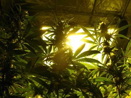 continentalweed's tweet photo. Energy popping in https://t.co/tB5R1gm5xM