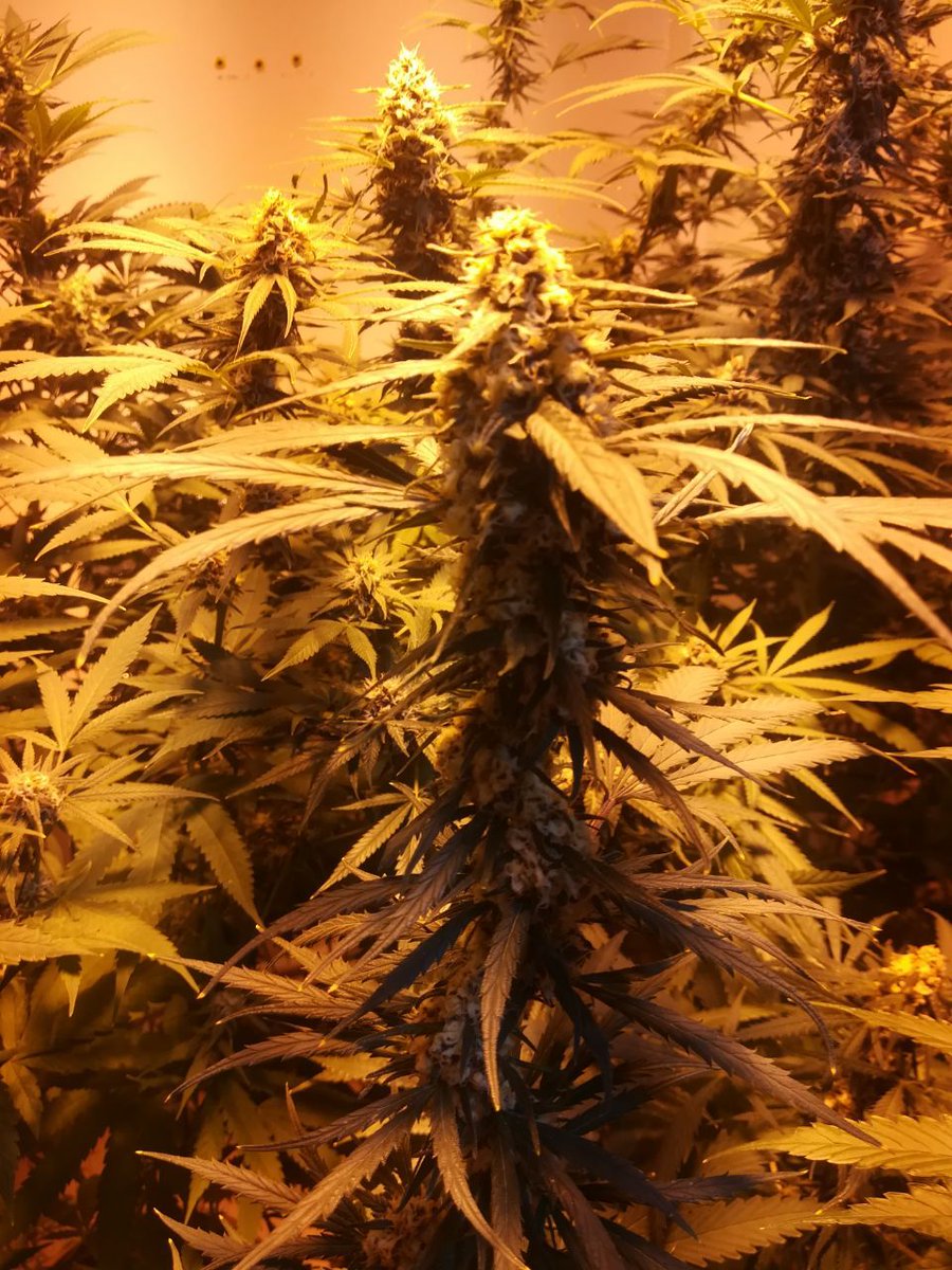 continentalweed's tweet photo. @theweeknd @WeedPorns @MarijuanaB2B @Twitter https://t.co/8T2FykVYEW
