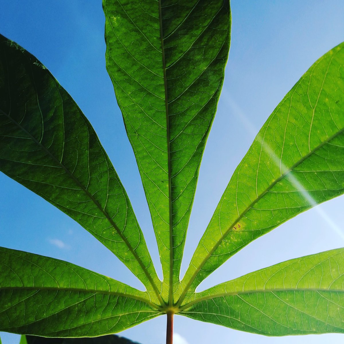 Willy Kibet tweet media