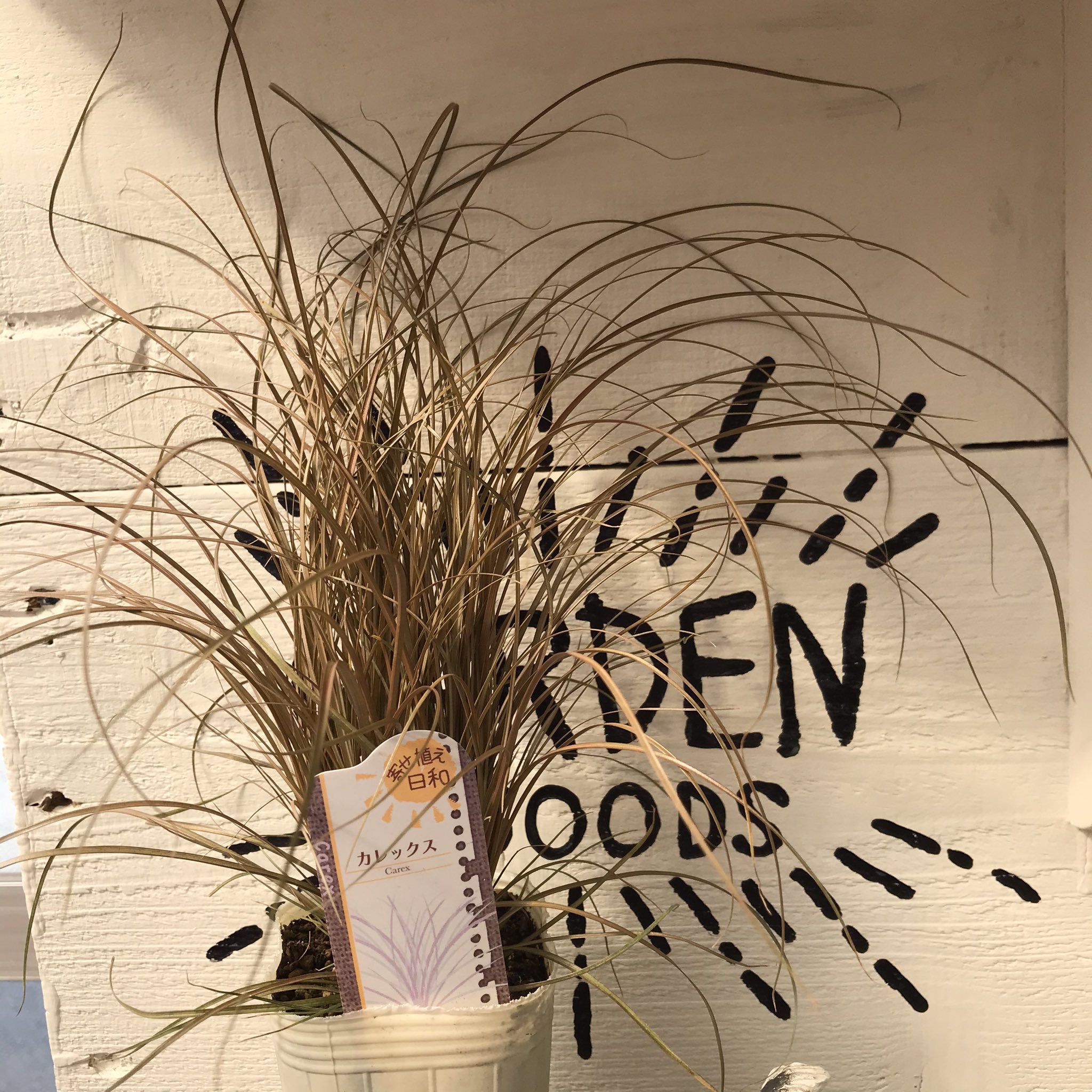 تويتر 緑のマーケット على تويتر 緑のマーケット入荷情報 カレックスアウバウム カヤツリグサ科 耐寒性多年草 川西市 神戸市 園芸店 ガーデニング T Co Bxlvdozid2