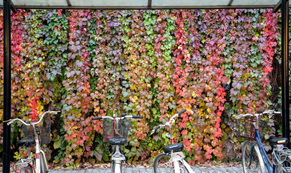 WAB_LIVE's tweet photo. 🎶 It’s the most colorful time of the year 🎶 https://t.co/1pm10ki6Jw