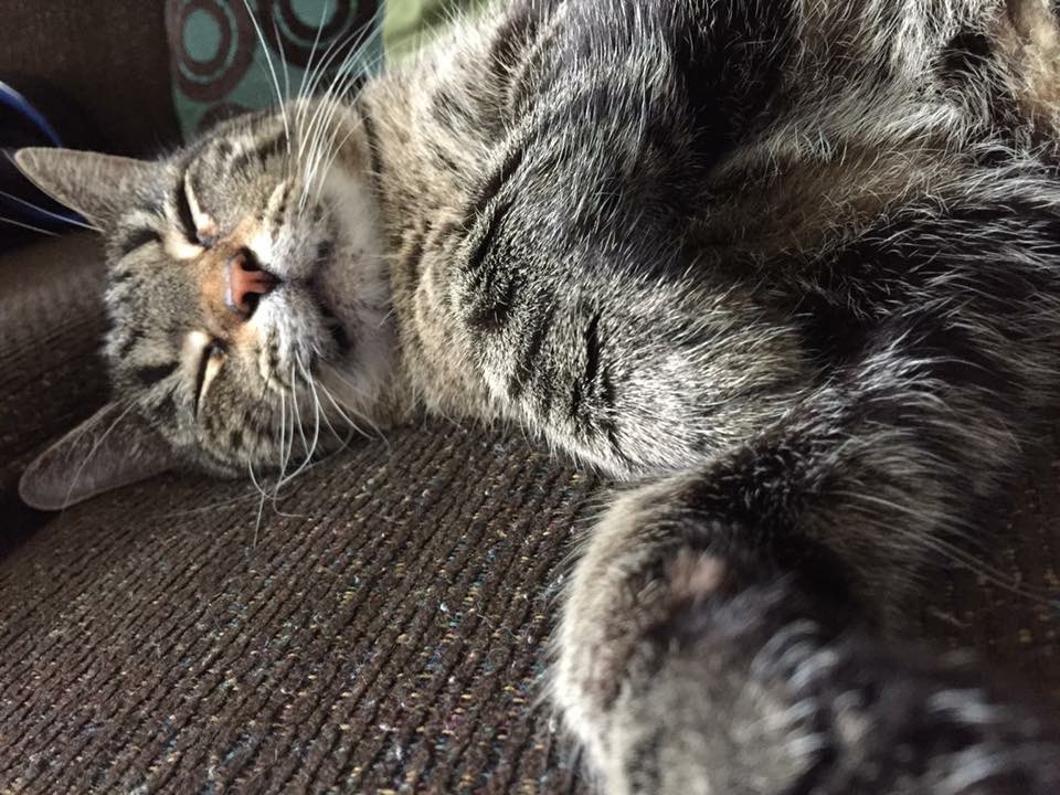 CobournJodi's tweet photo. Day 26 of #365daysofHarley
🥰
.
#harley #perfectbeing #resteasy #mygirl #catsoftwitter #prettiestkitty #mygirl #sunshinegirl #soulcat #firstborn #iloveyousomuch #imissyousomuch https://t.co/aErvQ7lxYs