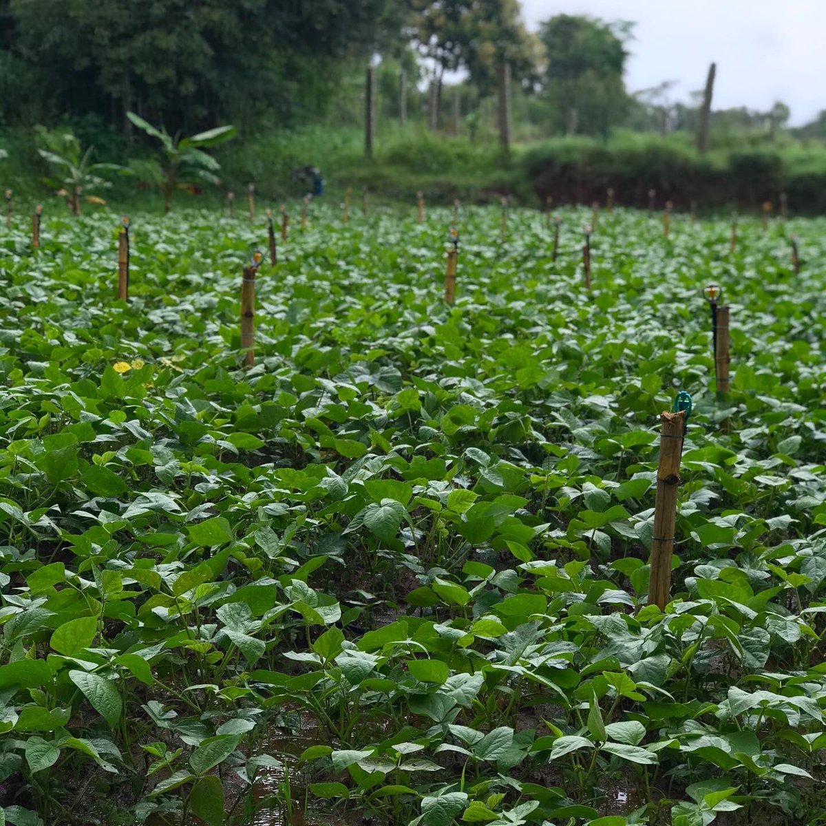 parvathimenon's tweet photo. Excited to bring Whole Moong to the market this season! Cultivated entirely on the southwest monsoon rains this year, on soil that’s mulched with last season’s Ragi. Sun dried, hand threshed at our farm in TN. Home delivered in #Bangalore through https://t.co/Q3gDQJBtBM

#KhetSe https://t.co/9dwlMTI0LK