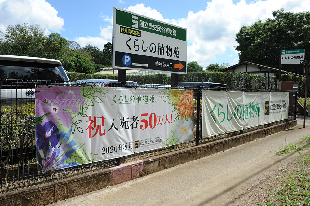 ট ইট র 国立歴史民俗博物館 歴博 本日 くらしの植物苑 は無料入苑日です 本日11月3日 火 は くらしの植物苑に無料でご入苑いただけます 現在は 特別企画 伝統の古典菊 を開催しています なお 博物館 は 通常通り料金が必要ですので ご了承