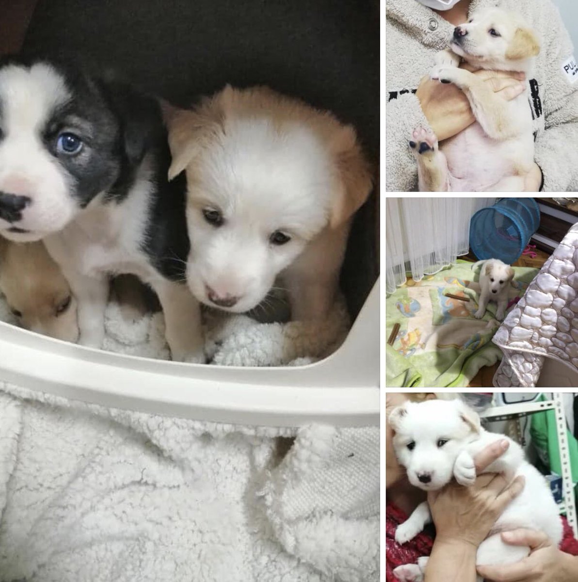 ANNELERİNDEN AYIRIP BİR ÇÖPLÜĞE ATILMIŞ HALDE BULUNUP KORUMAYA ALINAN MUHTEŞEM ÜÇLÜYE ÖMÜRLÜK YUVALARINI ARIYORUZ
İSTANBUL-ZEYTİNBURNU
İLETİŞİM : 0536 580 5699