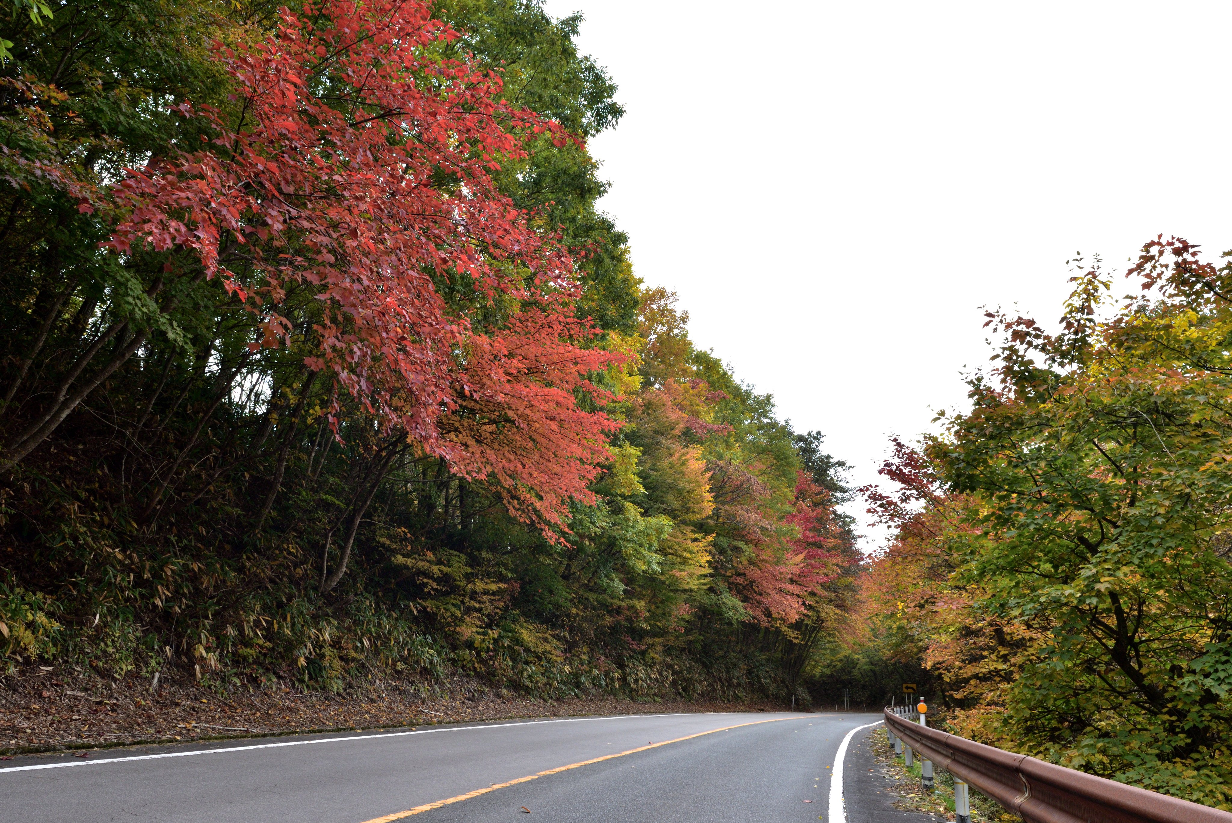 ひるぜん焼そば好いとん会 蒜山観光協会 雲は多いですが とても過ごしやすい1日となった本日 蒜山高原では標高の高い場所で 紅葉が見頃をむかえてきました これからのシーズンに多くの方にお楽しみいただければ幸いです Love蒜山 紅葉 T