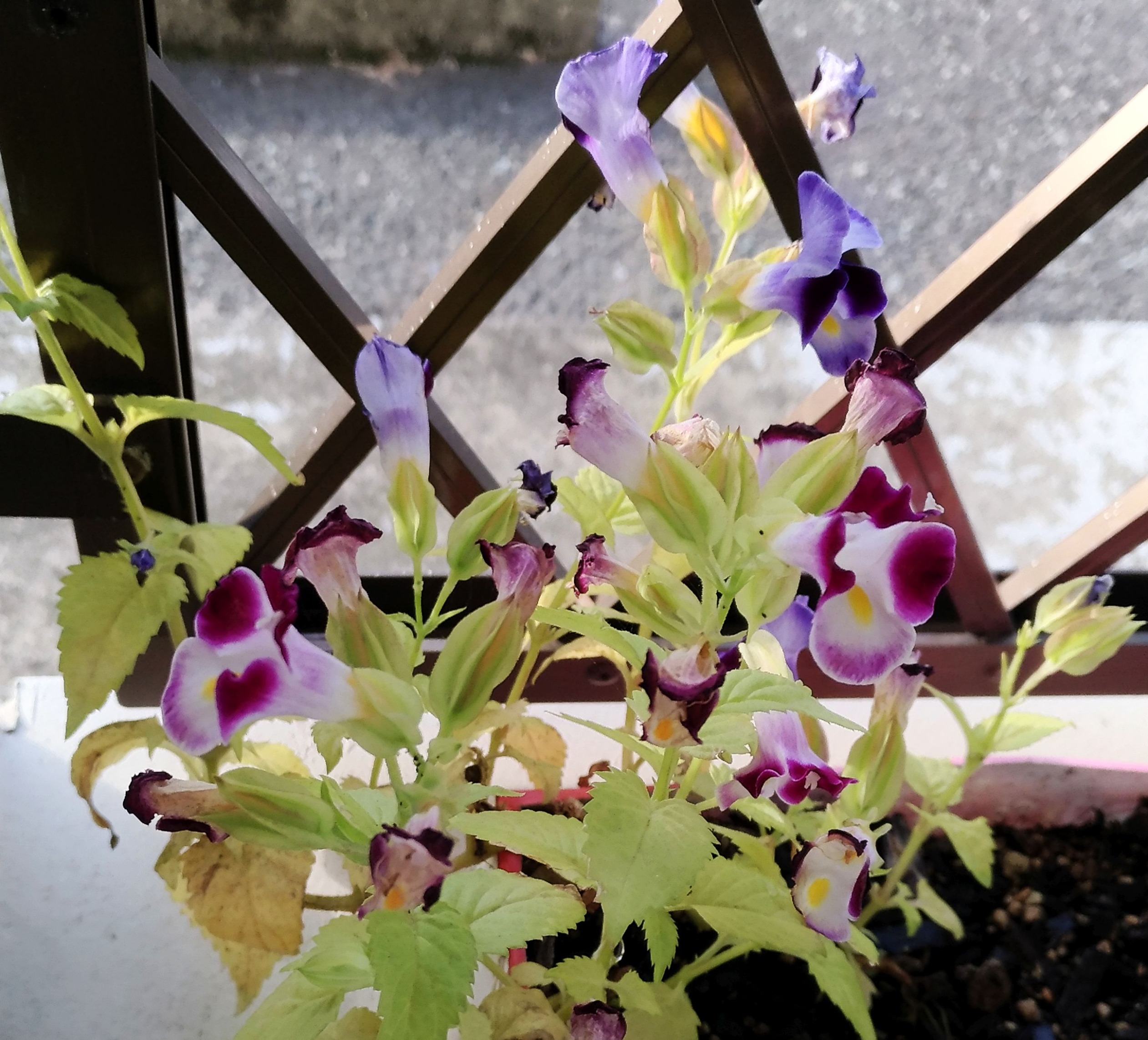 こころんグリーン 台風9号で横倒しになっていた トレニアの花がまだ咲いています ずいぶん長い間開いています このままにしておいて 種が落ちて来年も咲くようにします トレニア 台風9号 横倒し 濃い紫の花 種 秋の花 秋 園芸品種 園芸