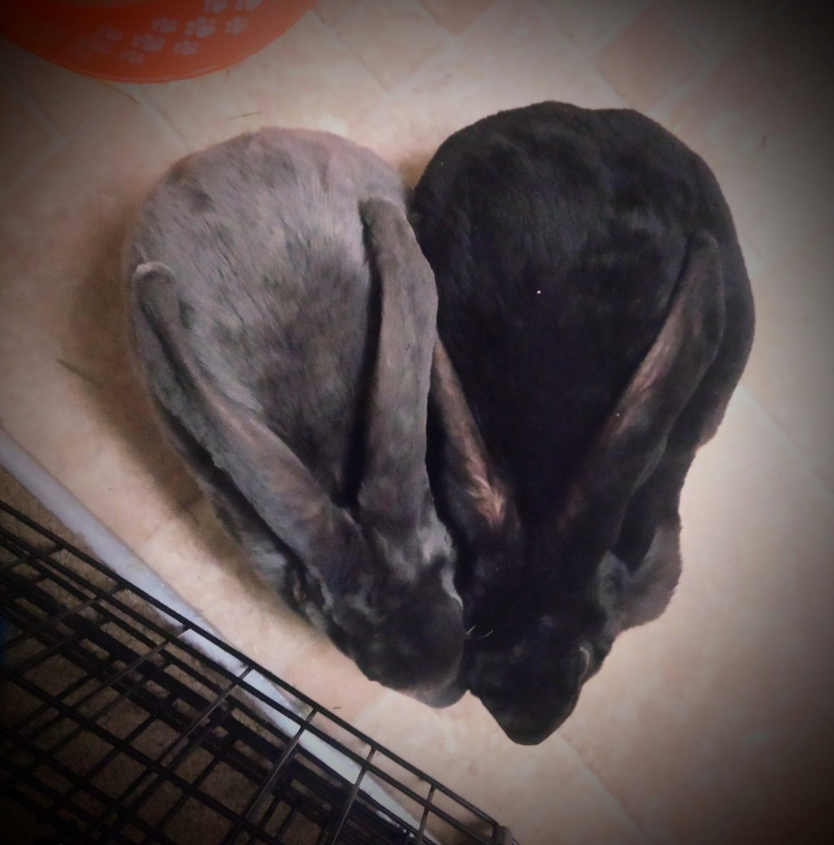 rita_ka_'s tweet photo. Some Zbrodnia &amp; Kara (Polish for Crime &amp; Punishment) love. #bunnies https://t.co/5sS9fvDDvE