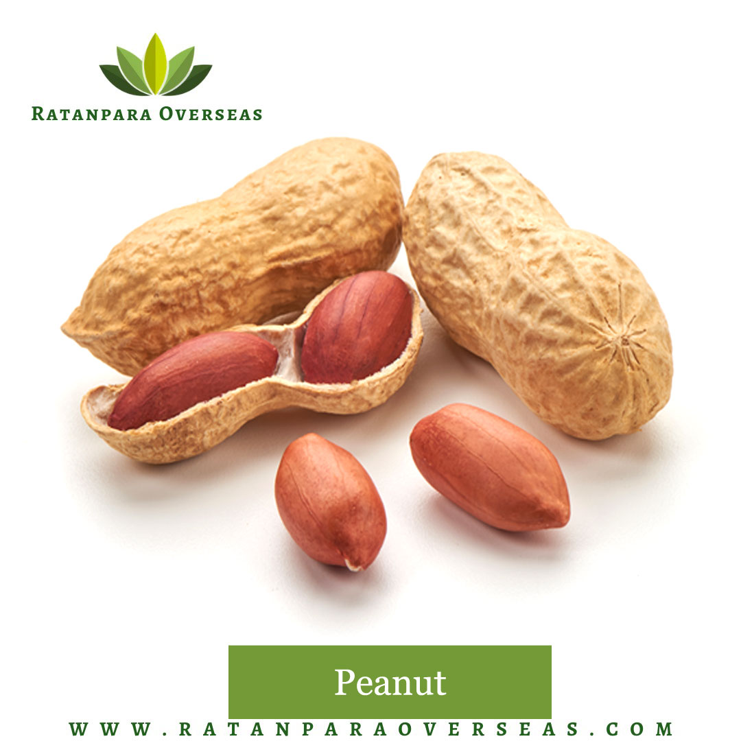 Ratanparaexport's tweet photo. We are the prime #Peanut suppliers in India supplying #PeanutBold, #BlanchedPeanuts and #PeanutJava in India. It is used extensively in different industries like the #Food industry, #Medical industry and Oil manufacturing industry
📲: +91 9510637428
🌐: https://t.co/LlVHbguoY6 https://t.co/dFWIp3F76B