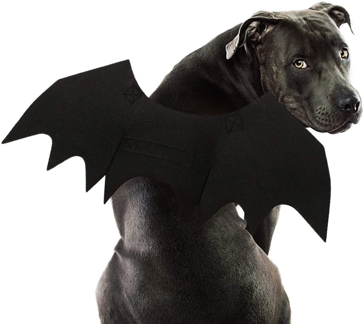 AzrealCode's tweet photo. One day I will learn to use this more I promise........but in the mean time here is a picture of BATDOG https://t.co/AzPkbaTz8G