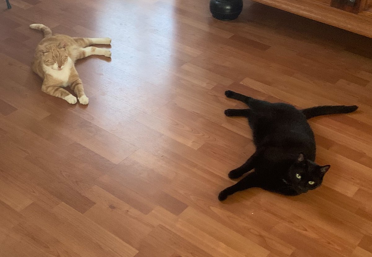 MaxEnKoos's tweet photo. #Gezellig, he Max?
- Nog gezelliger als je eens een ommetje ging maken, Koos...

#katten #gezelligGezelschap https://t.co/XYKA1OxwQE