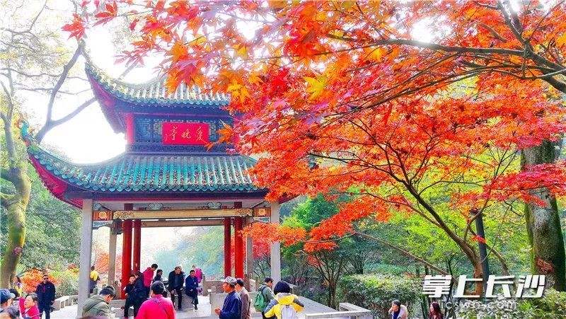 ChangshaCity's tweet photo. #100Scenes of Changsha
Being well-known as one of China Top 4 pavilions, Aiwan Ting Pavilion attracts visitors by its beauty of building surrounded by red maple leave. Welcome to capture your autumn picture~
#travel #picture #Changsha https://t.co/t59Bvtnadq
