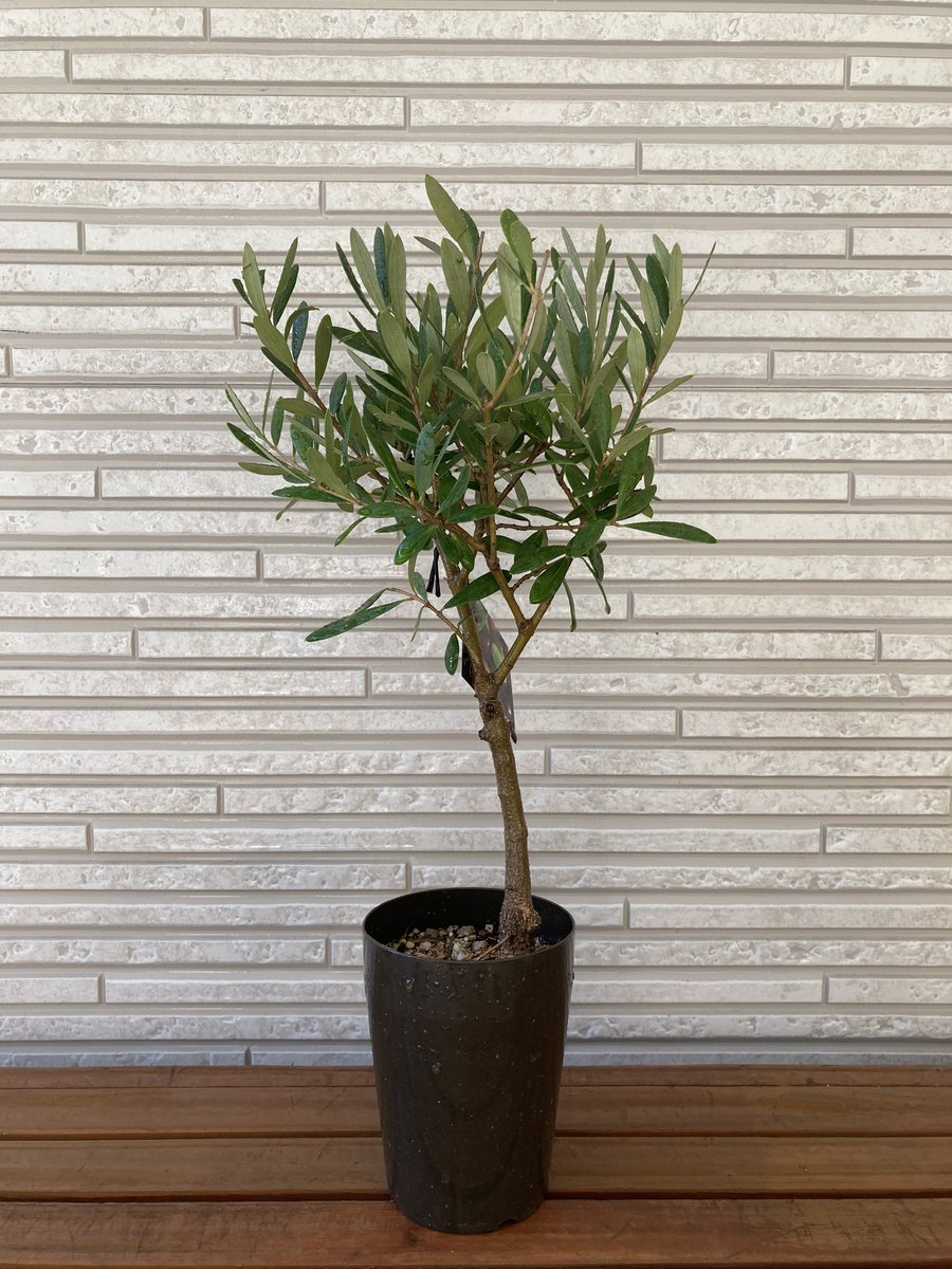 Olivecent 3号オリーブです まっすぐな樹形がきれい 創樹なら幹太ですね Olivecent 3号オリーブです まっすぐな樹形がきれい 創樹なら幹太ですね