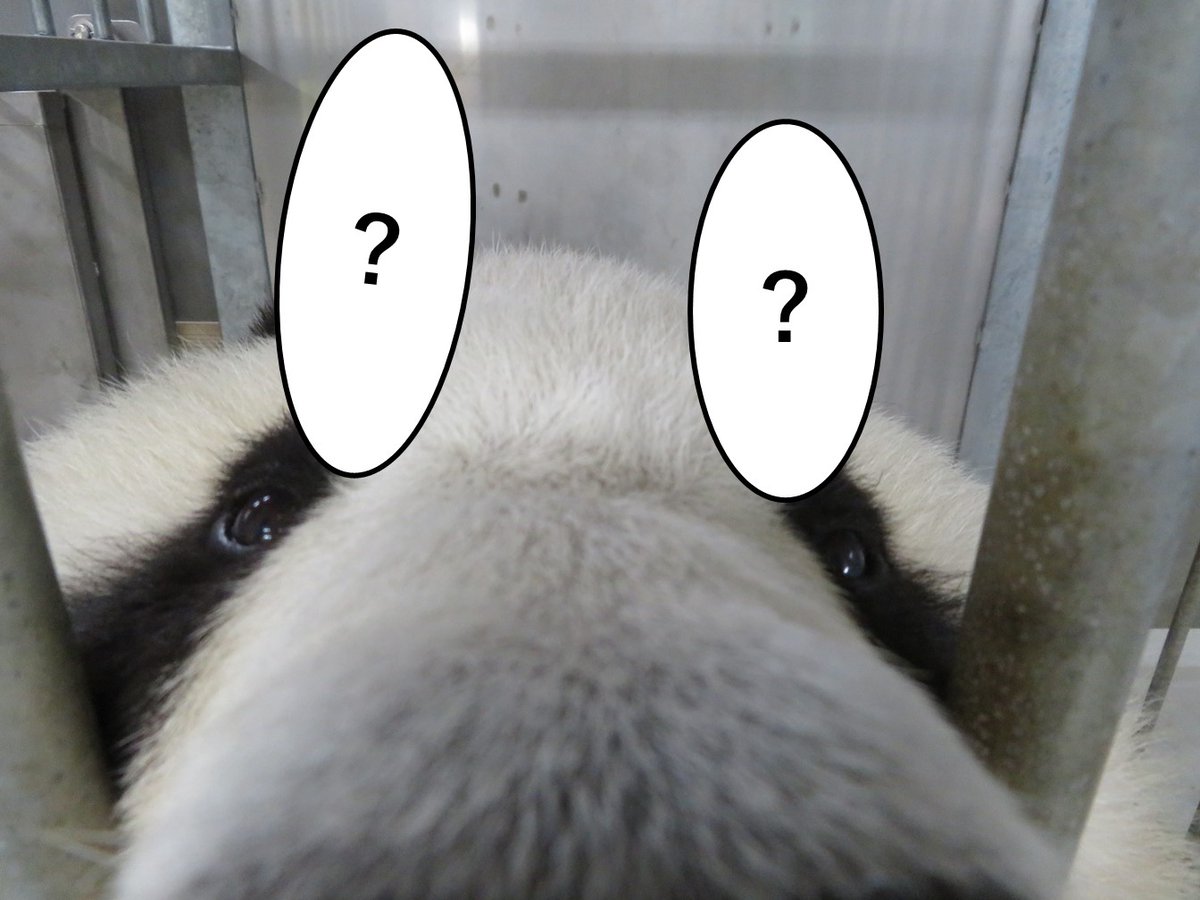 神戸市立王子動物園 公式 答え合わせ 黒 タンタンの目の上には 黒い長い毛が生えています 人でいう眉毛の部分に生える毛で タンタンには今 右目上には4本 左目上には3本がはえています