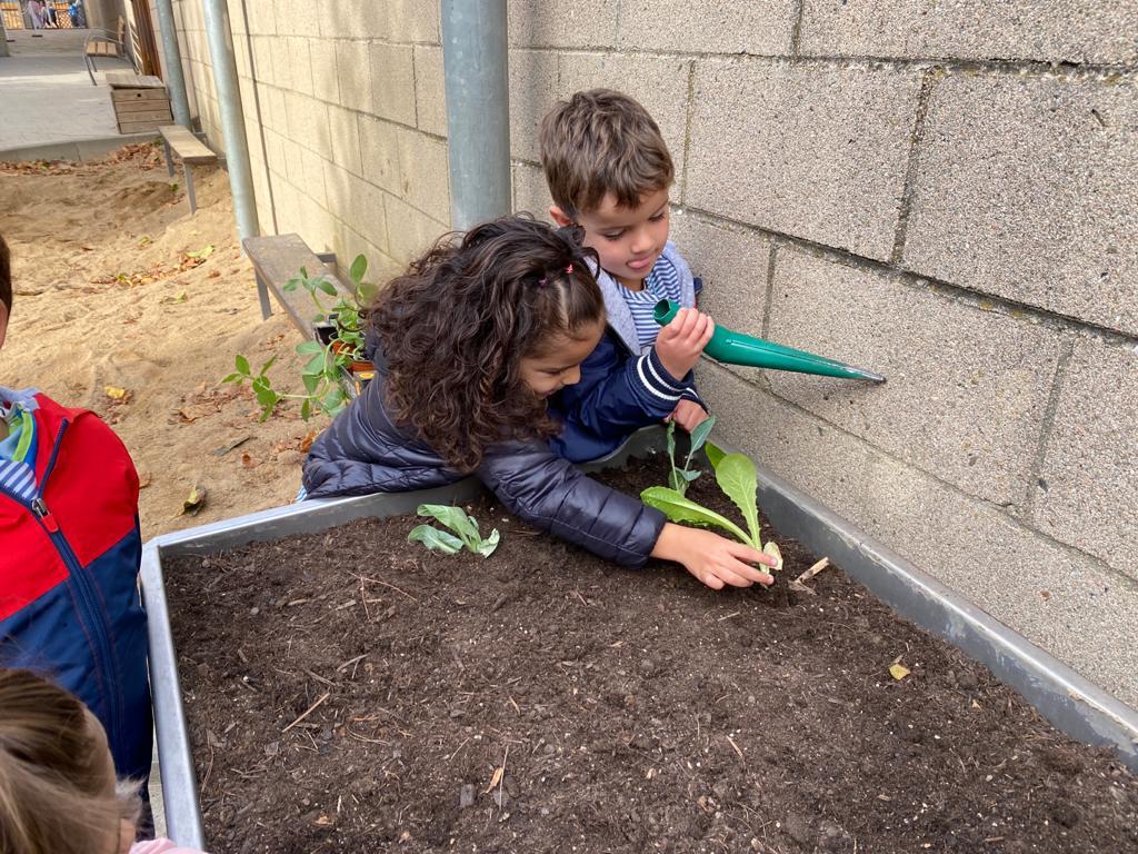 vedrunacent's tweet photo. 🥬🥕 Donem vida a l’hort de l’escola🌽🌱#P4SSCC https://t.co/Z9VKB28N6G