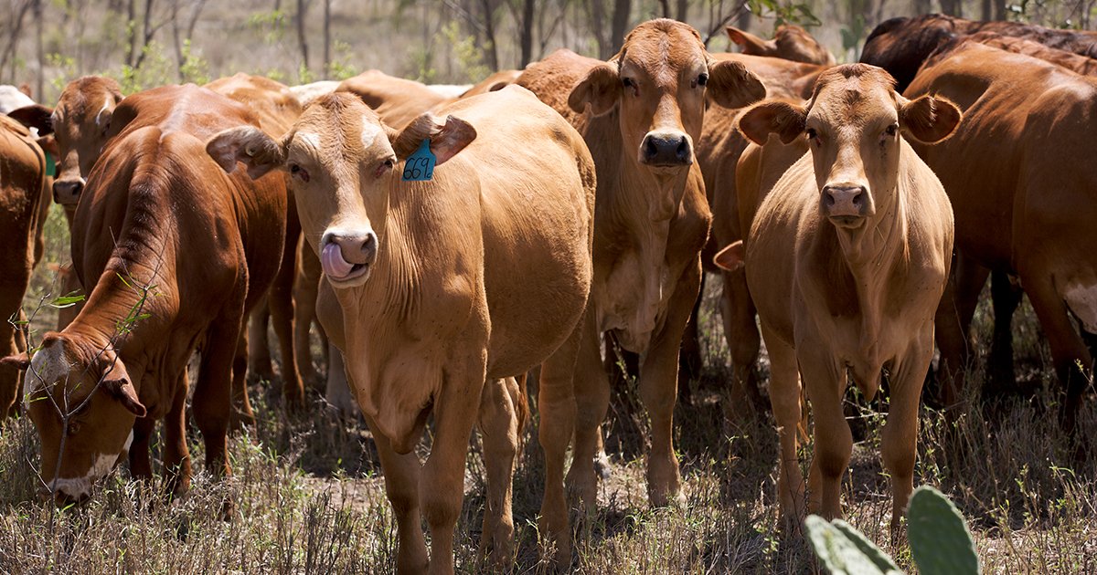 meatlivestock's tweet photo. The #EYCI continues to move into record territory, reported at 822.50¢/kg cwt on 27 October. 
We explain the market dynamics contributing to its continual climb 👉 https://t.co/0PMWS5BJJX #AusAg #AgChatOz https://t.co/6BYaOLwItJ