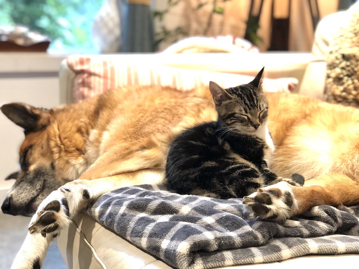 With all of the turmoil right now, I thought my friends and acquaintances might like to know that our new kitten has found a new best friend in our home.