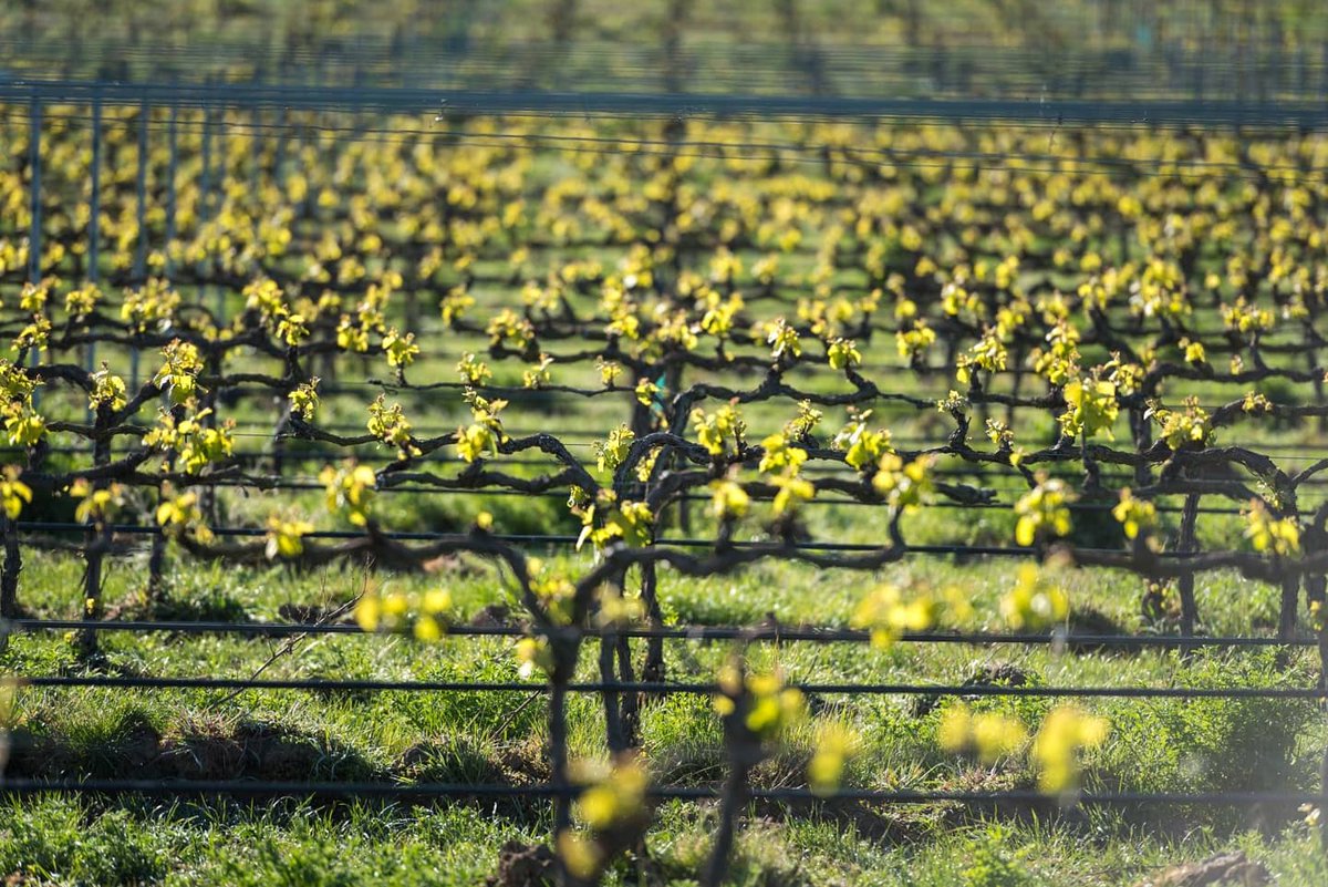 Domaine Thomson Wines tweet media